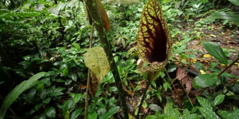Dracontium_croatii-168689532-768×512-1