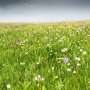 prairiegrass