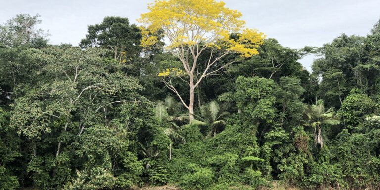 1-Palms-along-river-in-Manu-768×512-1