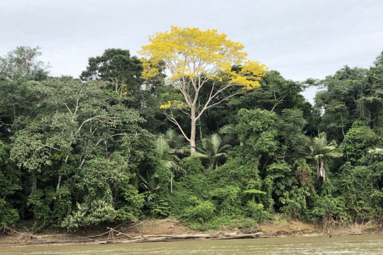 1-Palms-along-river-in-Manu-768×512-1