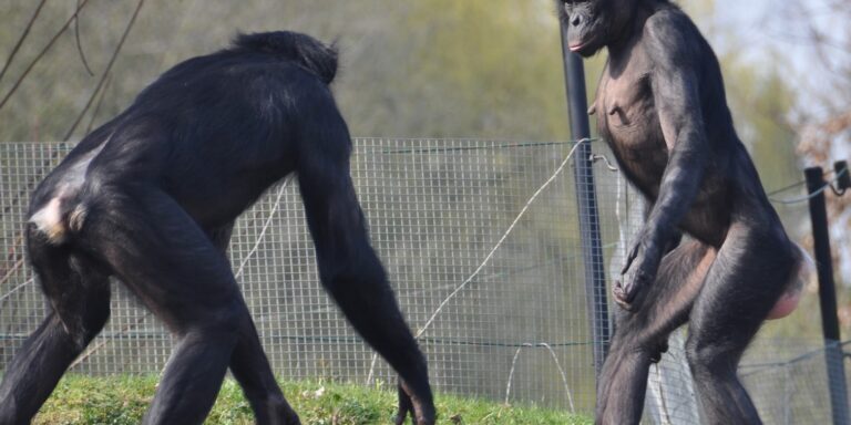 Bonobo_aggression_lowres-e1775690662435-768×512-1