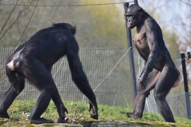 Bonobo_aggression_lowres-e1775690662435-768×512-1