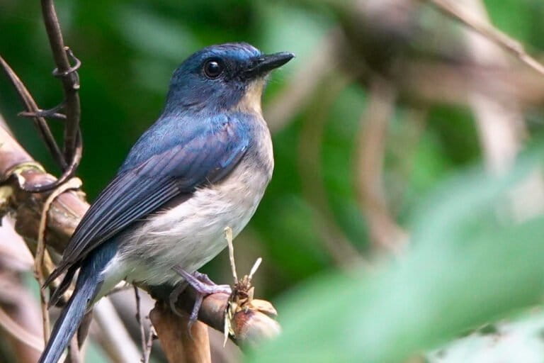 R-Flycatcher-e1775244630783-768×512-1