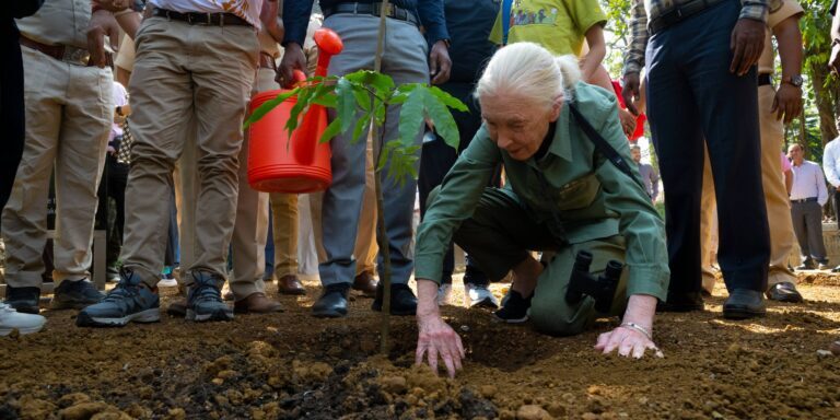 jane-planting-trees-768×512-1