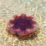 lions-mane-jellyfish