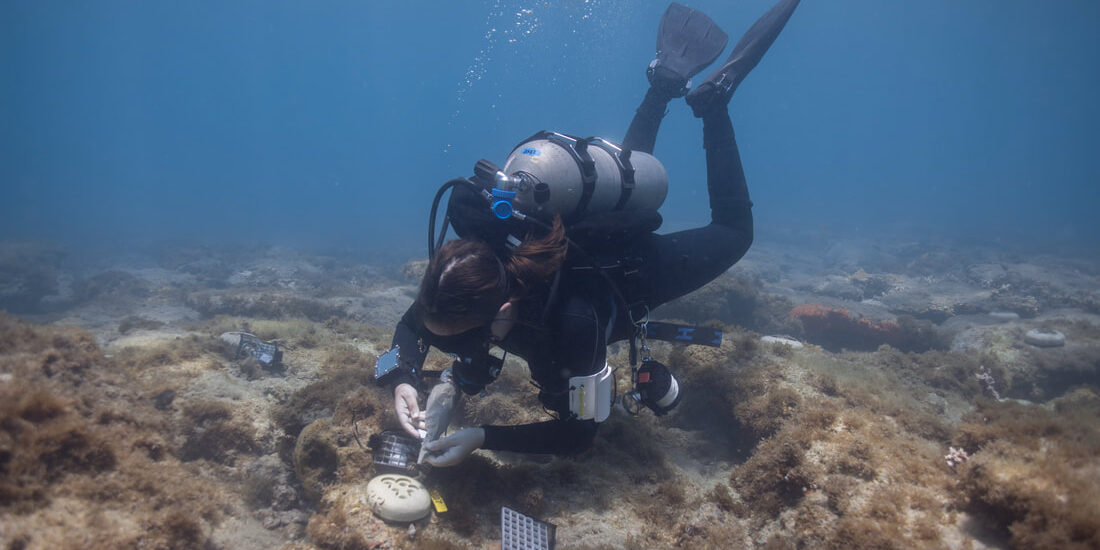 noaa-diver-saltwater-aquarium