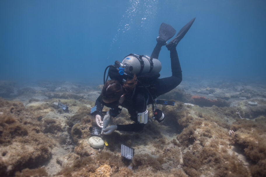 noaa-diver-saltwater-aquarium