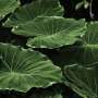 plants