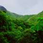 rainforest