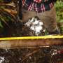 the-peatland-nurseries