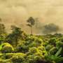 tropical-forest