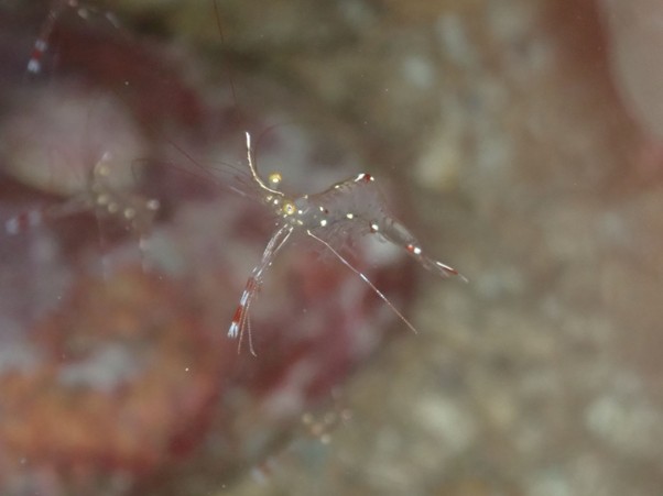 urocaridella-shrimp-saltwater-aquarium