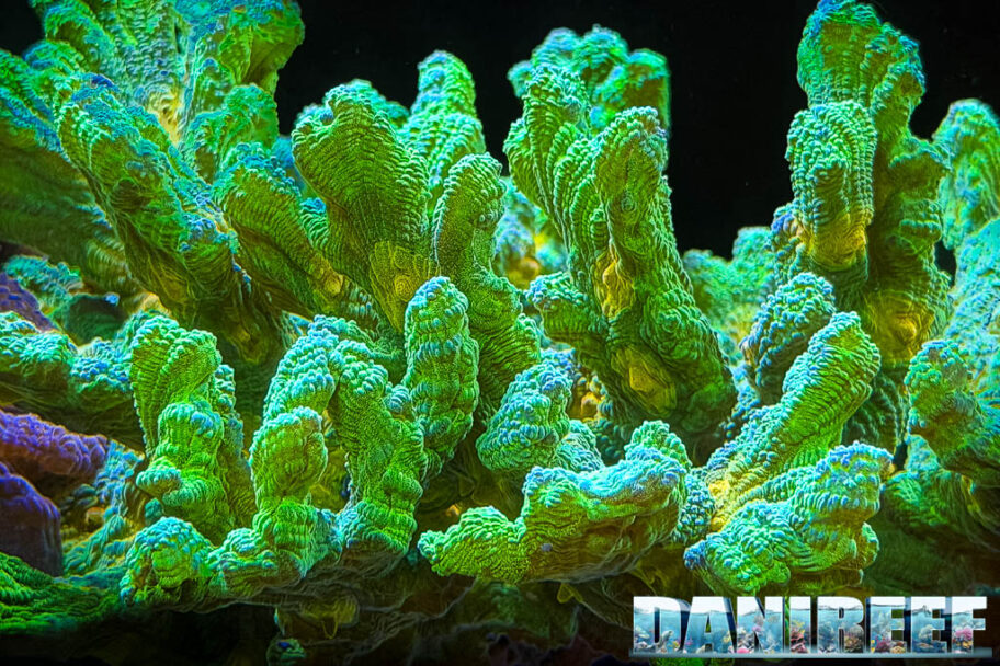2026-01-coralli-lps-macro-Pectinia-peltata-Space-Invaders-Recifathome-Copyright-by-DaniReef-67