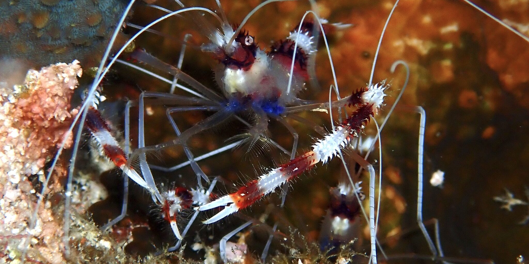 Stenopus_hispidus-shrimp-2