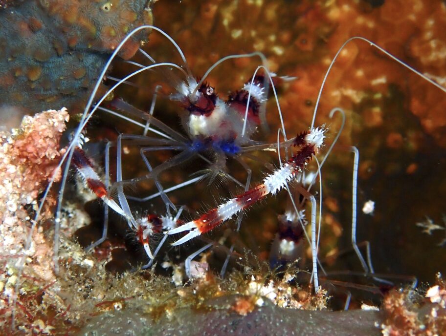 Stenopus_hispidus-shrimp-2