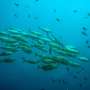 school-of-fish