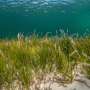 seagrass-meadow-1