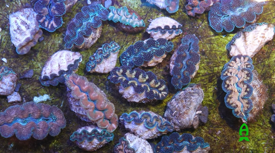 us-aqua-clam-saltwater-aquarium