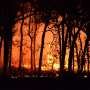 wildfire-4