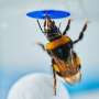 bumble-bees-show-spont
