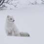 arctic-fox