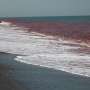 red-tide-algal-bloom