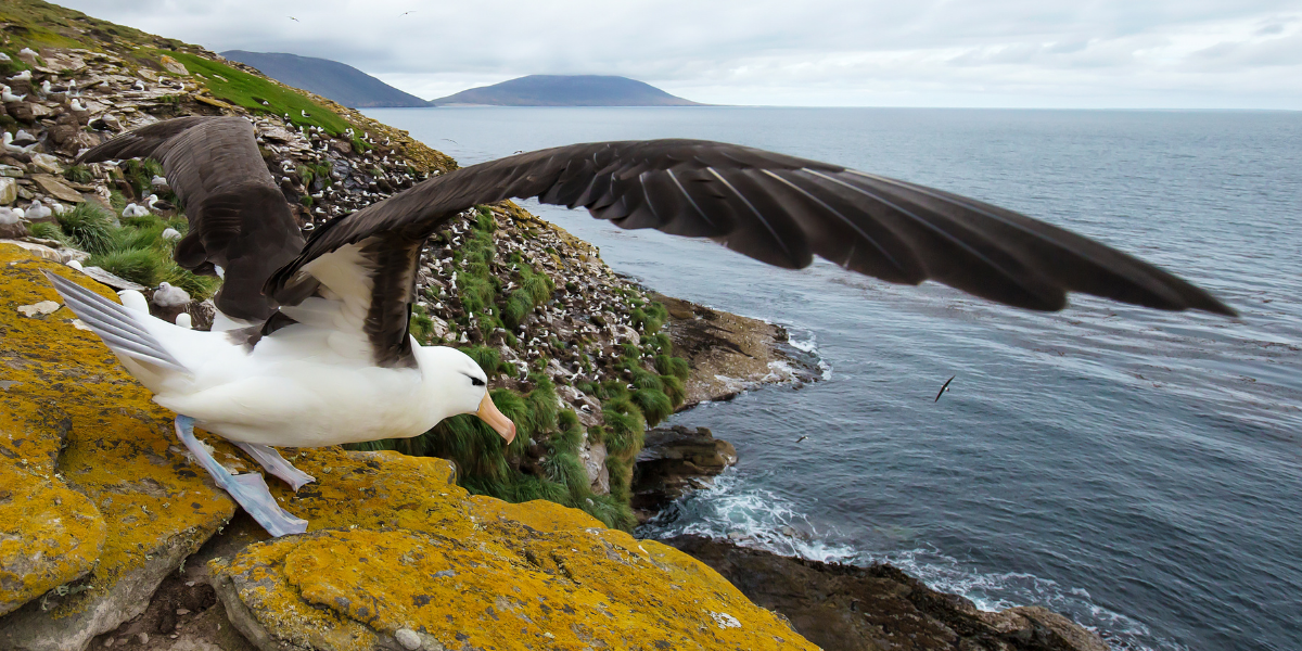 seabird-webinar-saltwater-aquarium
