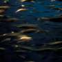 1-herring
