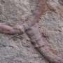 ancient-fossil-from-ch