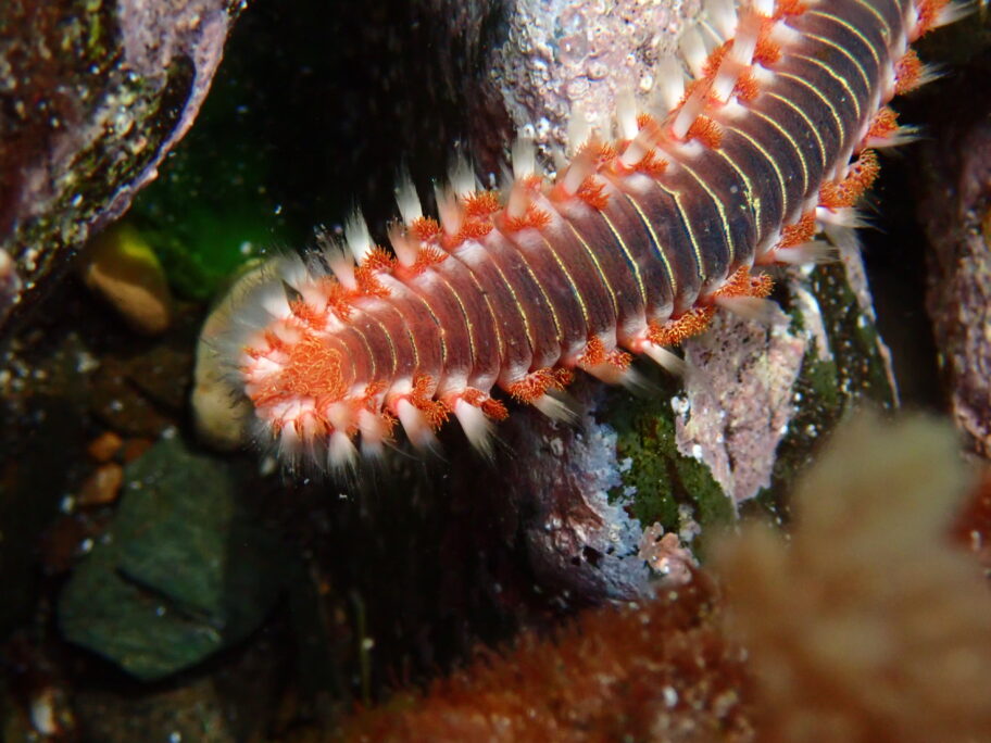 bearded-fireworm-saltwater-aquarium-1