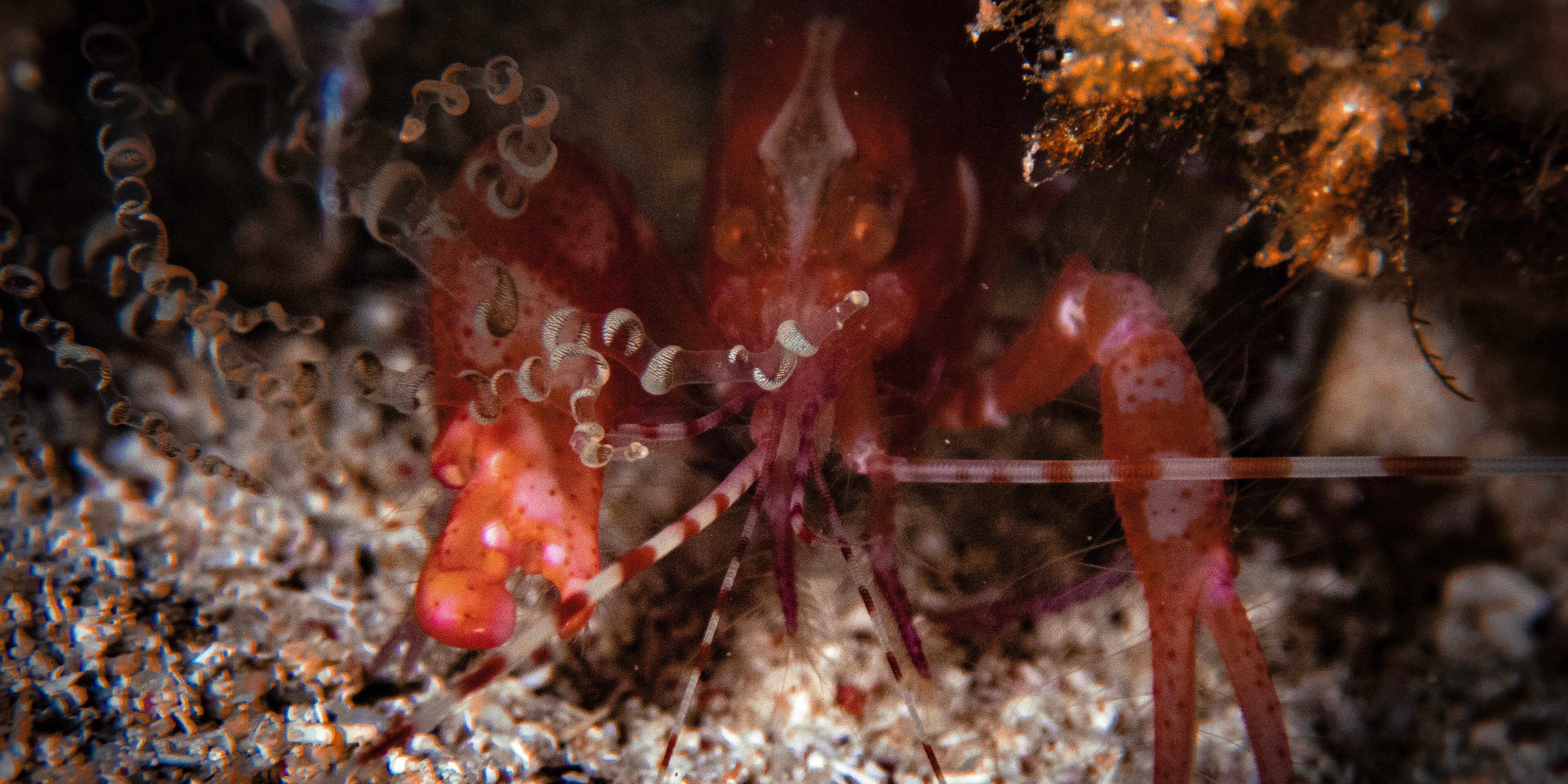 Red snapping shrimp (Alpheus armatus) hiding in a corkscrew anemone in the Caribbean, Roatan, Bay Islands, Honduras