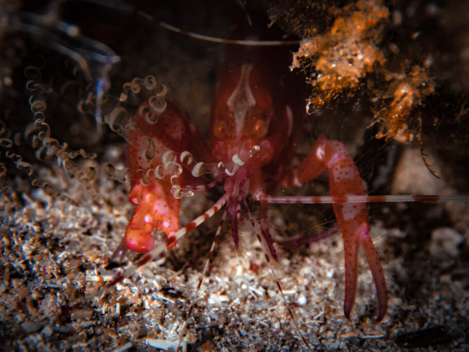 Red snapping shrimp (Alpheus armatus) hiding in a corkscrew anemone in the Caribbean, Roatan, Bay Islands, Honduras