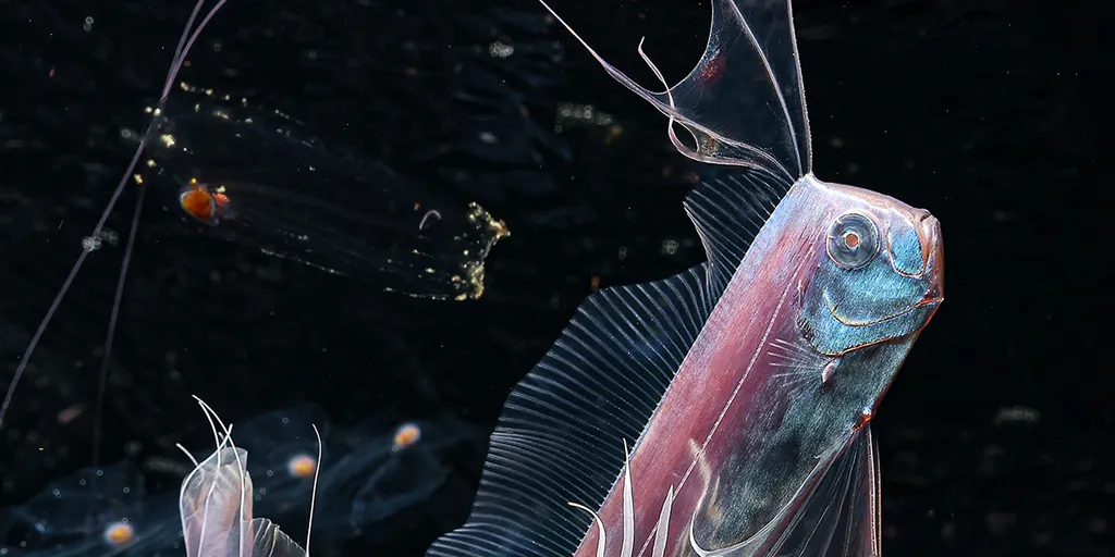 bbc-ribbonfish-saltwater-aquarium-png