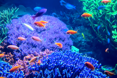 long-island-aquarium-saltwater