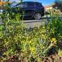 nature-strip-gardens-a-4